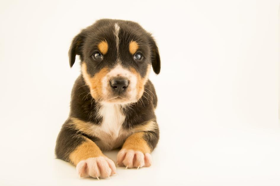 イヌ イエイヌ ナショナルジオグラフィック日本版サイト