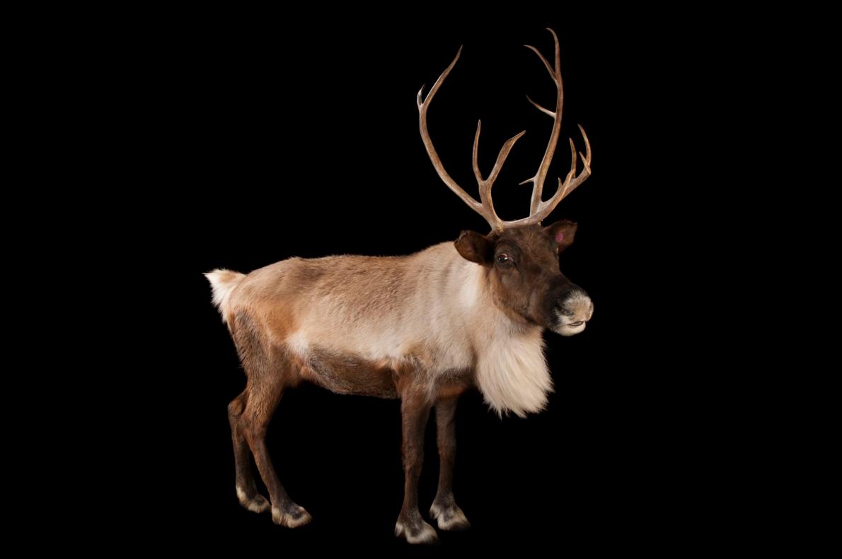 カリブー（トナカイ） | ナショナル ジオグラフィック日本版サイト