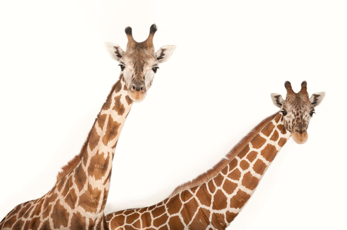 アミメキリン (Giraffa camelopardalis reticulata) とウガンダキリン (Giraffa camelopardalis rothschildi)、ともにキリンの亜種<br>Photographed at Rolling Hills Wildlife Adventure in Salina, Kansas Photograph by Joel Sartore, National Geographic Photo Ark