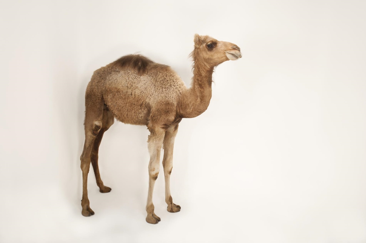 シュタイフ★Dromedary 24cm★ヒトコブラクダ/駱駝/Camel Steiff - シュタイフ☆Dromedary 24cm☆ヒトコブラクダ/駱駝