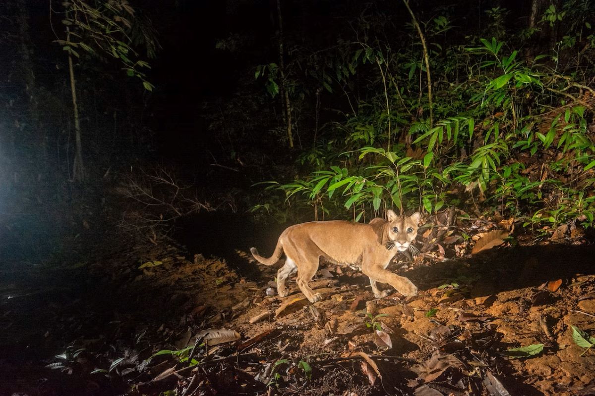 ピューマ | ナショナル ジオグラフィック日本版サイト