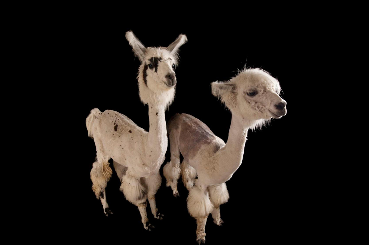 「アンデスの宝 - その貴き動物たち 第1巻」南米のリャマ, アルパカ 専門書 リャマ | ナショナル ジオグラフィック日本版サイト