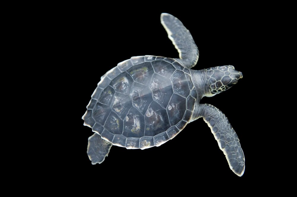 アオウミガメ | ナショナル ジオグラフィック日本版サイト
