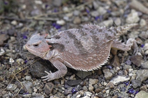 ツノトカゲの1種、Phrynosoma hernandesiは奇妙な自己防衛戦略をとる。身を守る際に、目から血を噴きだすのだ。(Photograph by Kike Calvo, Nat Geo Image Collection)