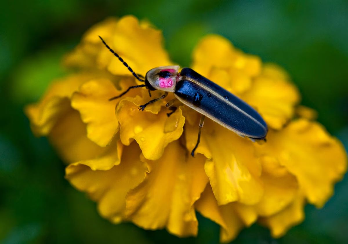 ホタル | ナショナル ジオグラフィック日本版サイト