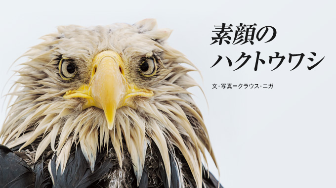バードカービング ハクトウワシ (リアルサイズ) （ハクトウワシ