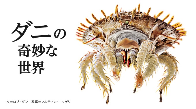 ダニの奇妙な世界 | ナショナル ジオグラフィック日本版サイト