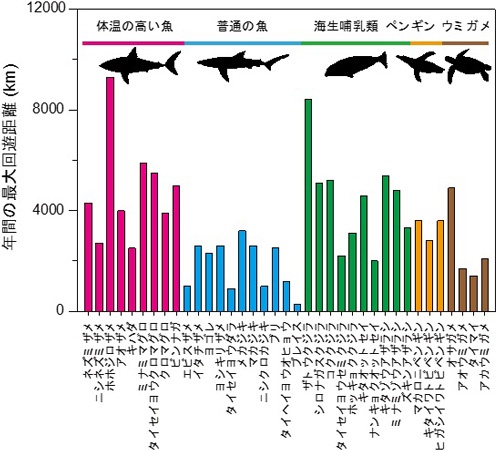 図2:海洋動物の年間の最大回遊距離。体温の高い魚はそうでない魚に比べて回遊距離が長い。また、体温の高い魚の回遊距離は海生哺乳類(クジラ、アザラシなど)やペンギンのそれに近い。(提供:渡辺佑基)
