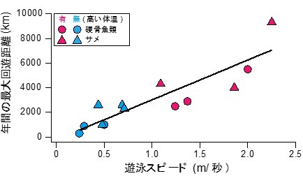 図3:遊泳スピードと年間の最大回遊距離の関係。1つのプロットが1つの種を表す。速く泳ぐ魚ほど長距離を回遊する傾向がある。