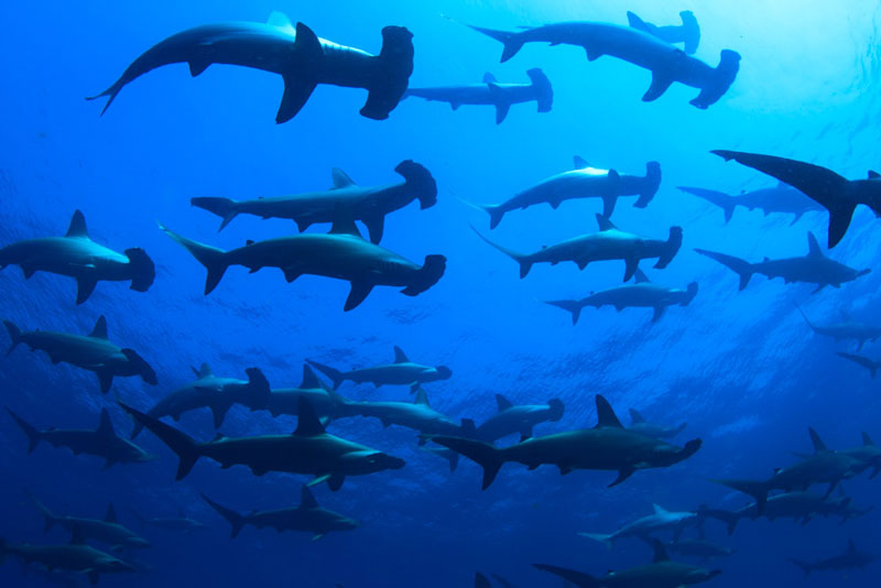 第7回 世界が注目 神子元島のシュモクザメ ナショナルジオグラフィック日本版サイト