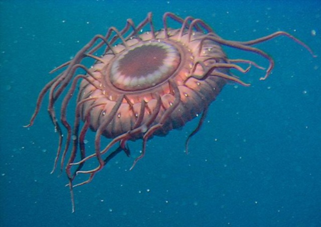 海洋生物の多様性 発光するクラゲ ナショナルジオグラフィック日本版サイト