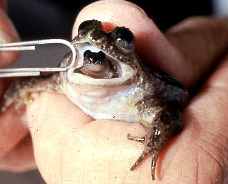 絶滅両生類 口から子を 産む カエル ナショナルジオグラフィック日本版サイト