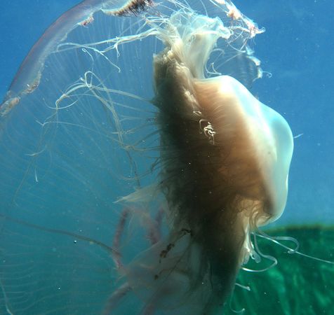 別のクラゲを食べる ピンク ミーニー ナショナルジオグラフィック日本版サイト