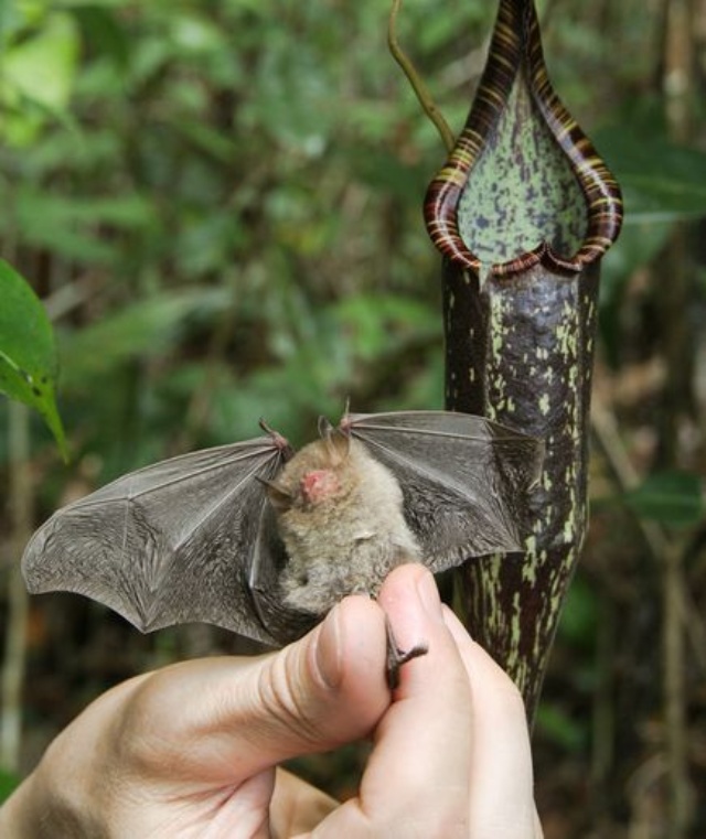 コウモリと食虫植物の奇妙な互恵関係 ナショナルジオグラフィック日本版サイト