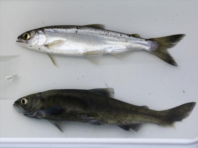 絶滅 した幻のクニマスを発見 ナショナルジオグラフィック日本版サイト 絶滅 した幻のクニマスを発見 ナショナルジオグラフィック日本版サイト