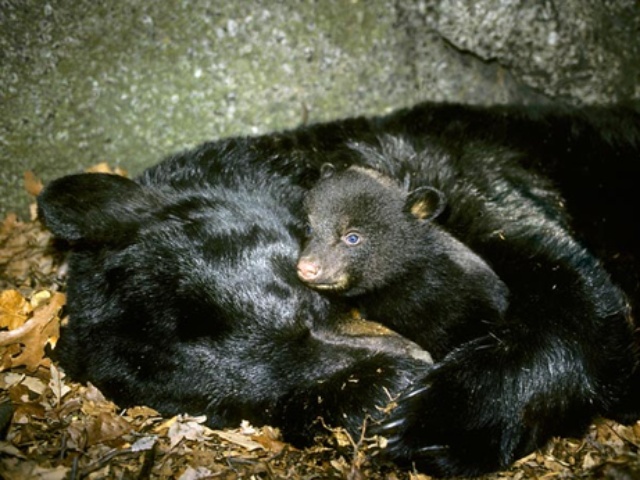 冬眠中のクマの驚くべき体内メカニズム ナショナルジオグラフィック日本版サイト