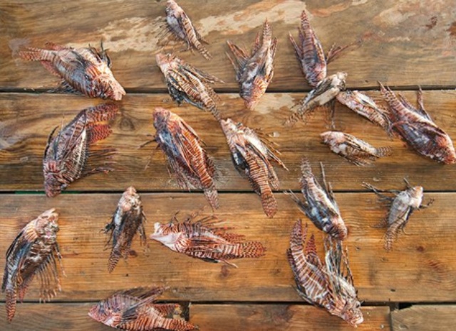食用キャンペーン サメで外来魚駆除 ナショナルジオグラフィック日本版サイト