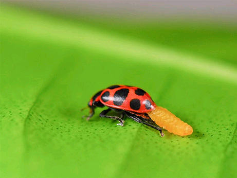 這い出る幼虫 テントウムシのゾンビ化 ナショナルジオグラフィック日本版サイト