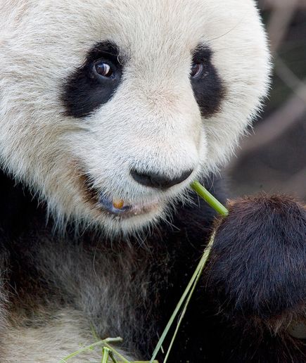 パンダが竹を食べる謎を解明 ナショナルジオグラフィック日本版サイト