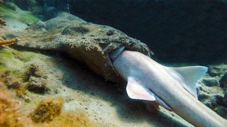 アラフラオオセ サメを丸のみするサメ ナショナルジオグラフィック日本版サイト