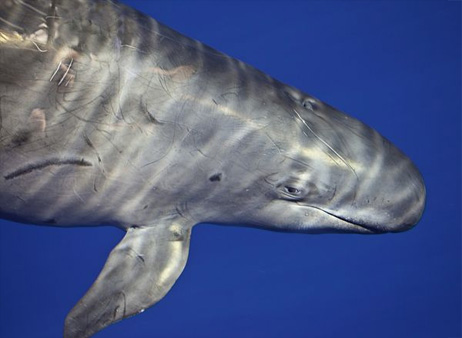 オキゴンドウの高度な反響定位能力 ナショナルジオグラフィック日本版サイト