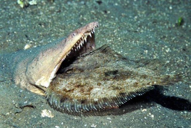 ウミヘビ 東インド諸島の新種魚 ナショナルジオグラフィック日本版サイト ウミヘビ 東インド諸島の新種魚 ナショナルジオグラフィック日本版サイト