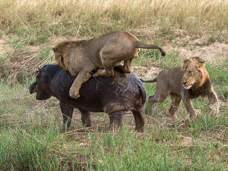 動物 ニュース ナショナルジオグラフィック日本版サイト