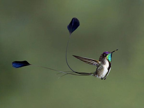空中のハチドリ 世界鳥写真12 ナショナルジオグラフィック日本版サイト