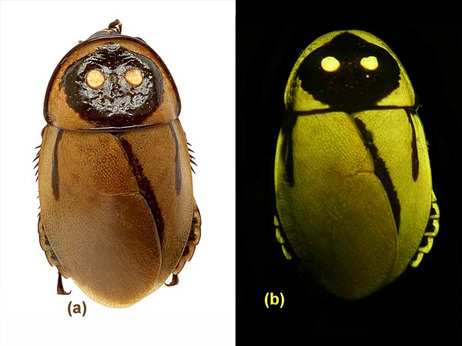 南米の光るゴキブリ 有毒昆虫を擬態 ナショナルジオグラフィック日本版サイト