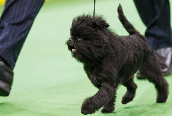 サル顔の小型犬 ドッグショーで優勝 ナショナルジオグラフィック日本版サイト