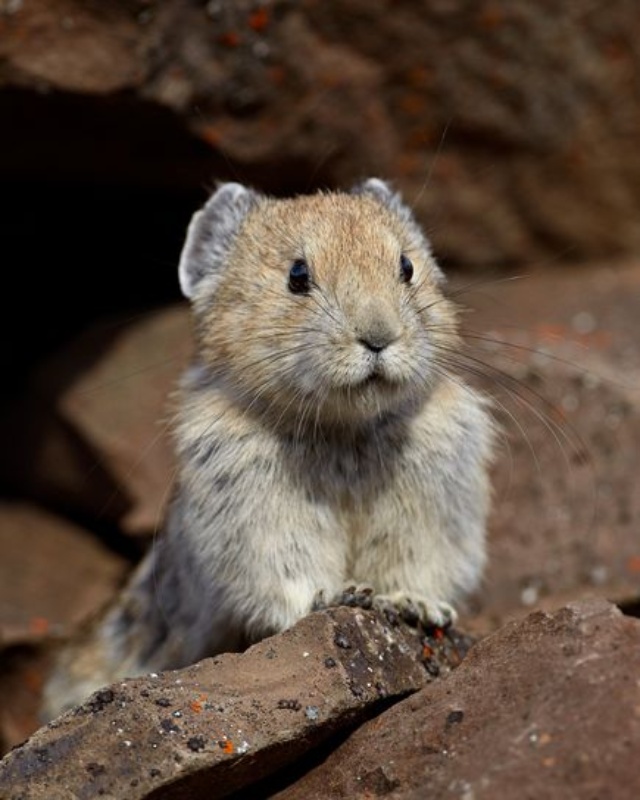 ニュース > 動物