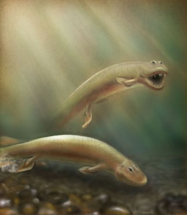 陸に出た最初の魚 足のような強いヒレ ナショナルジオグラフィック日本版サイト 陸に出た最初の魚 足のような強いヒレ ナショナルジオグラフィック日本版サイト