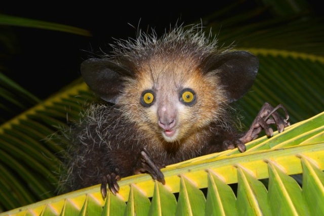 動物たちの奇妙な手 アイアイ ナショナルジオグラフィック日本版サイト 動物たちの奇妙な手 アイアイ ナショナルジオグラフィック日本版サイト