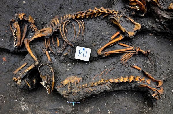 アステカの犬だけの墓を発見 メキシコ ナショナル ジオグラフィック日本版サイト
