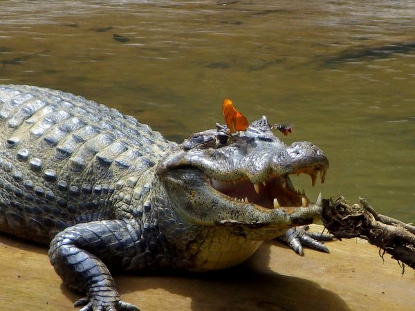 ワニの涙をすするチョウとハチ ナショナルジオグラフィック日本版サイト