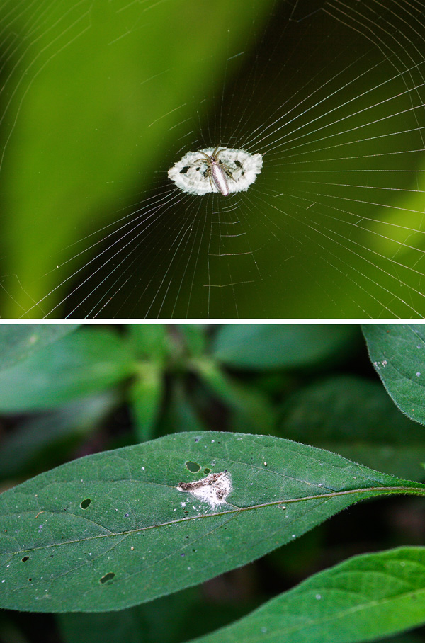 鳥の糞に擬態するギンナガゴミグモ ナショナル ジオグラフィック日本版サイト