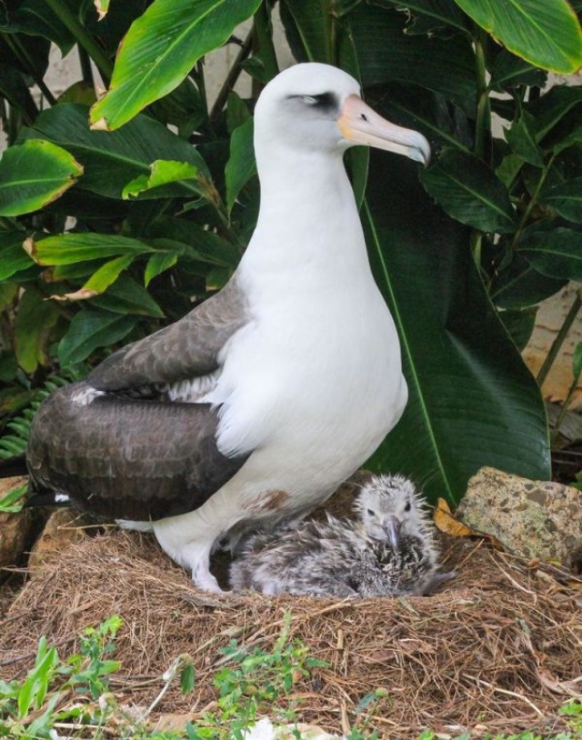 世界が見守るアホウドリのヒナ 初飛行 ナショナルジオグラフィック日本版サイト