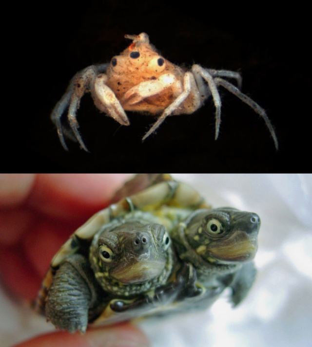 動物の奇形 3つ目のカニ 双頭のカメ ナショナル ジオグラフィック日本版サイト 動物の奇形 3つ目のカニ 双頭のカメ ナショナル ジオグラフィック日本版サイト