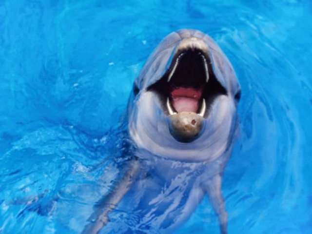 クジラやイルカは 歓声 を上げる ナショナル ジオグラフィック日本版サイト クジラやイルカは 歓声 を上げる ナショナル ジオグラフィック日本版サイト