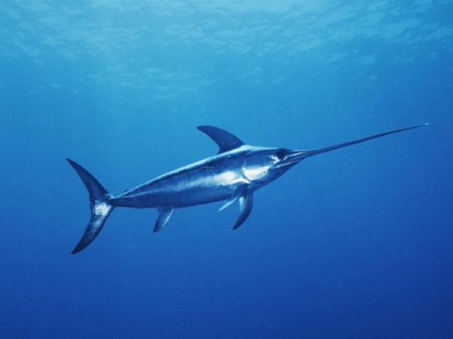 メカジキの吻はなぜ折れないのか ナショナルジオグラフィック日本版サイト メカジキの吻はなぜ折れないのか ナショナルジオグラフィック日本版サイト