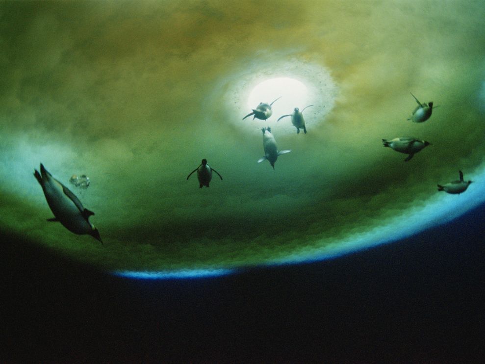 水中のペンギン、南極