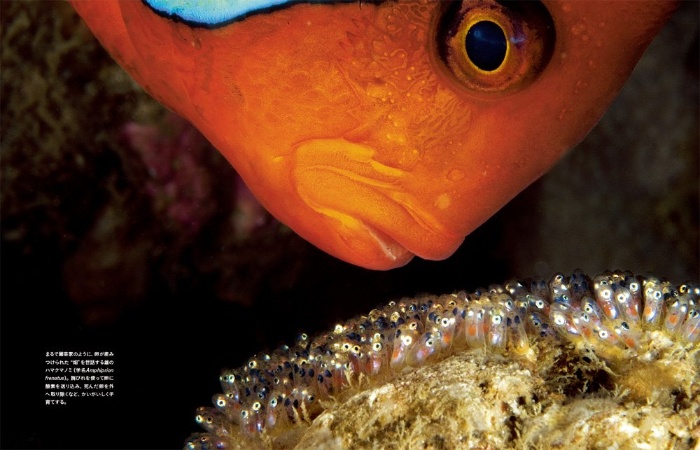ナショナル ジオグラフィック傑作写真 ワイルドライフ 海に生きるいのち サンプル画像③