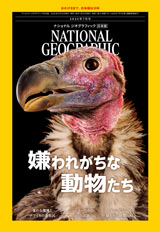 ナショナル ジオグラフィック スピノサウルス サハラに眠る謎の巨大肉食恐竜 [D スピノサウルス サハラに眠る謎の巨大肉食恐竜 | ナショナル