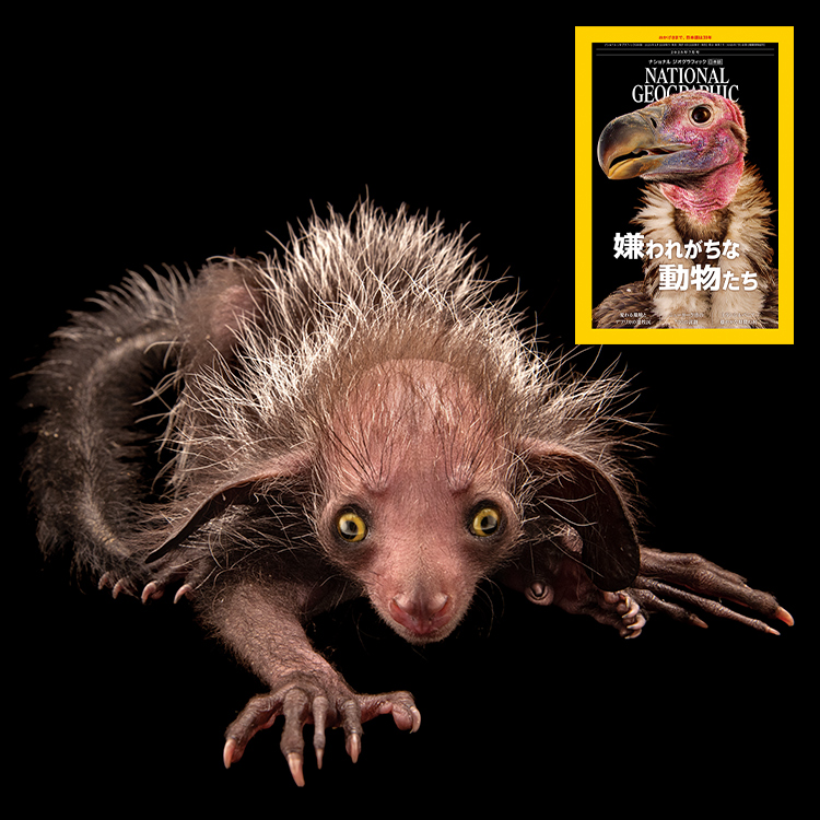 2013年のナショナルジオグラフィック Amazon.co.jp: NATIONAL GEOGRAPHIC (ナショナル ジオ