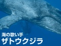 第5回 イルカが話す最初の言葉は ナショナルジオグラフィック日本版サイト 第5回 イルカが話す最初の言葉は ナショナルジオグラフィック日本版サイト